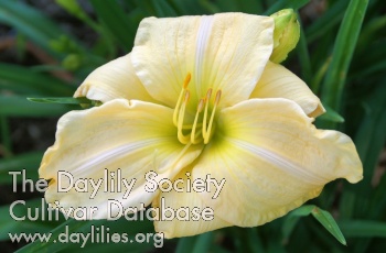 Daylily Homeward Bound